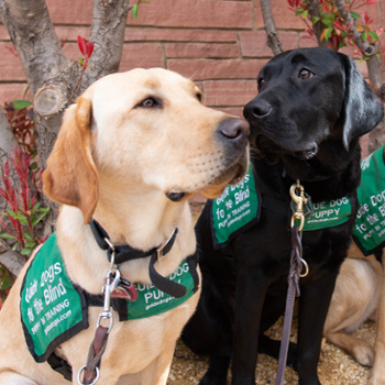 Puppies being trained as guide dogs - one golden; one black lab
