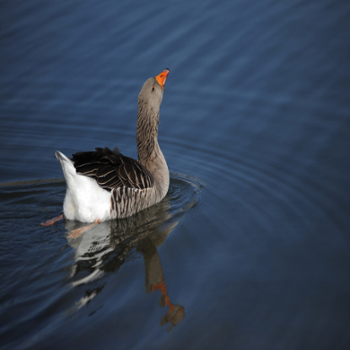 Duck swimming in pond